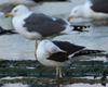 1cy fuscus in August, ringed in Finland. (81365 bytes)